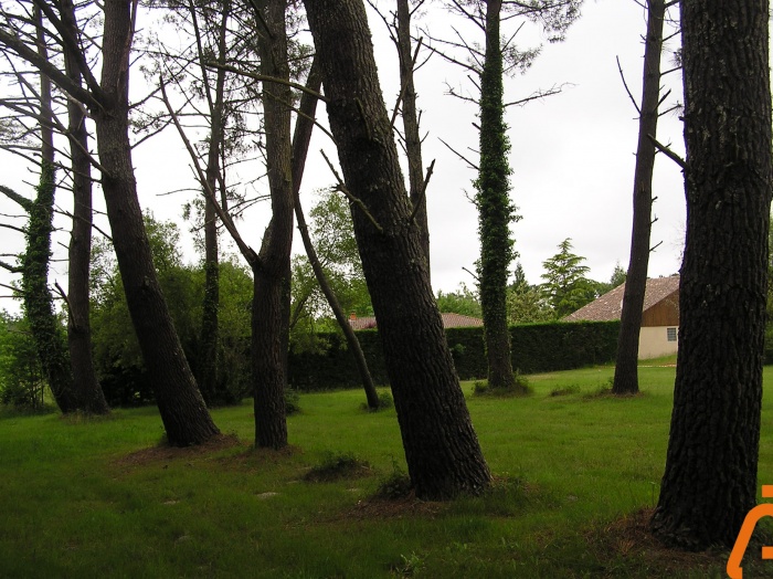 A l'or�e du bois : 03.JPG